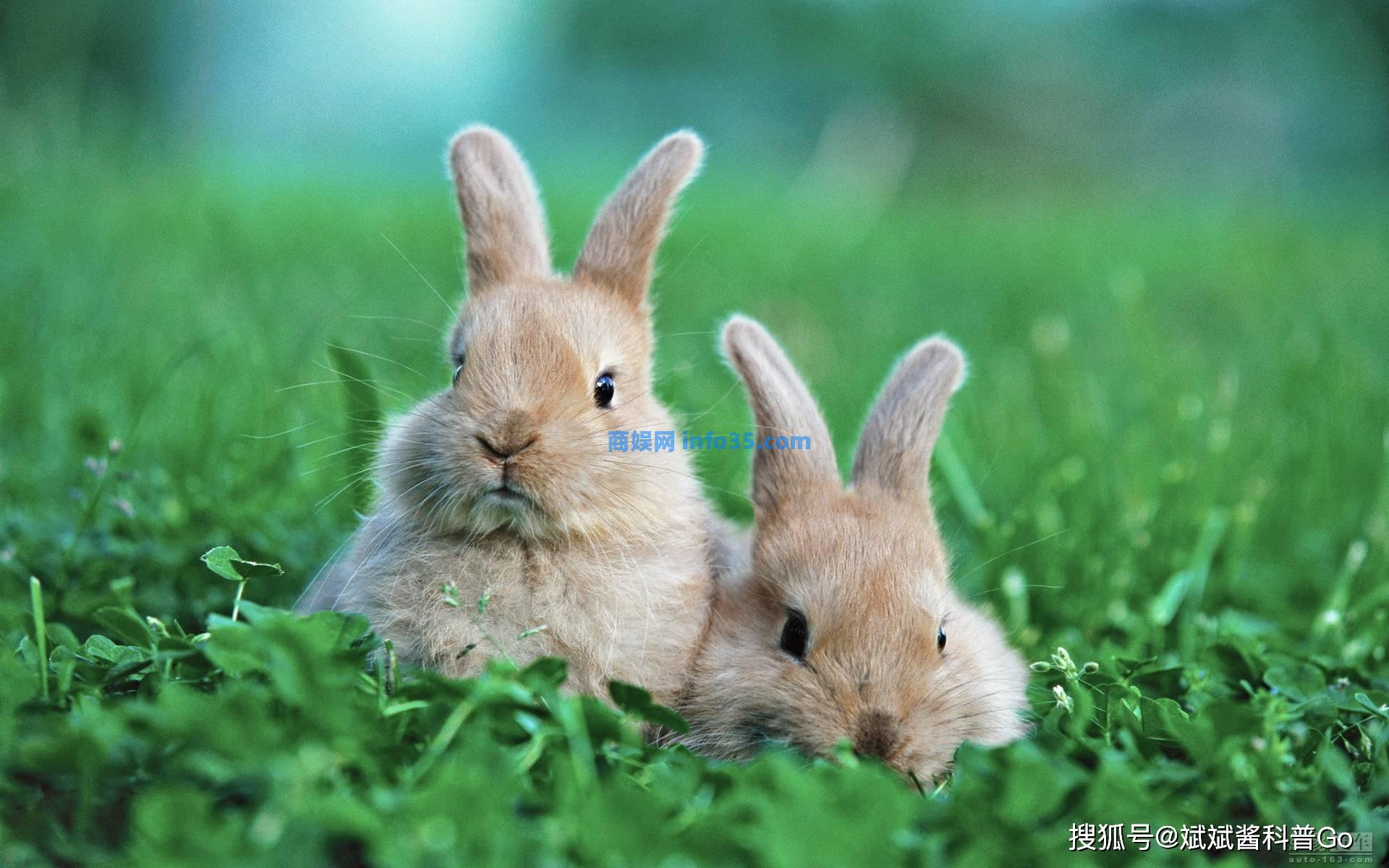 四川每年消耗3亿只兔子，兔子跟不上繁衍速度？事实并非如此。