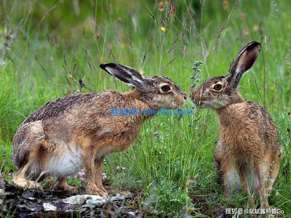四川每年消耗3亿只兔子，兔子跟不上繁衍速度？事实并非如此。